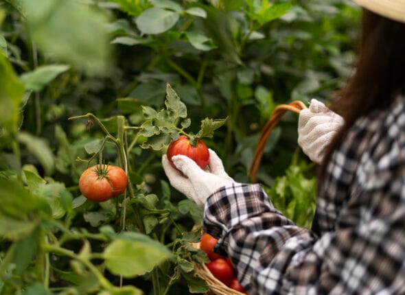 Online Seracılık Sertifikası Nasıl Alınır