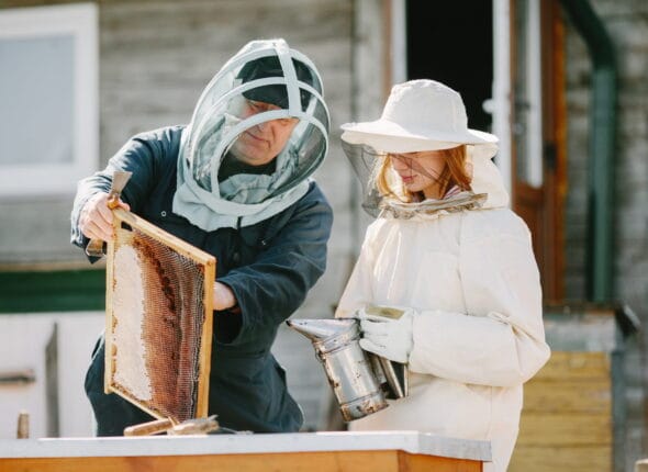 Arıcılık Sertifikası Nereden Alınır