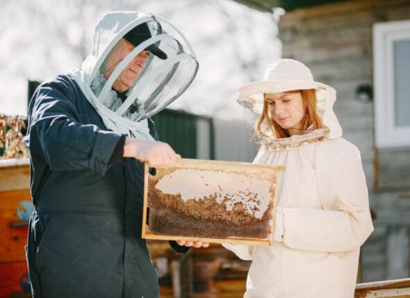 Arıcılık Sertifikası Nasıl Alınır
