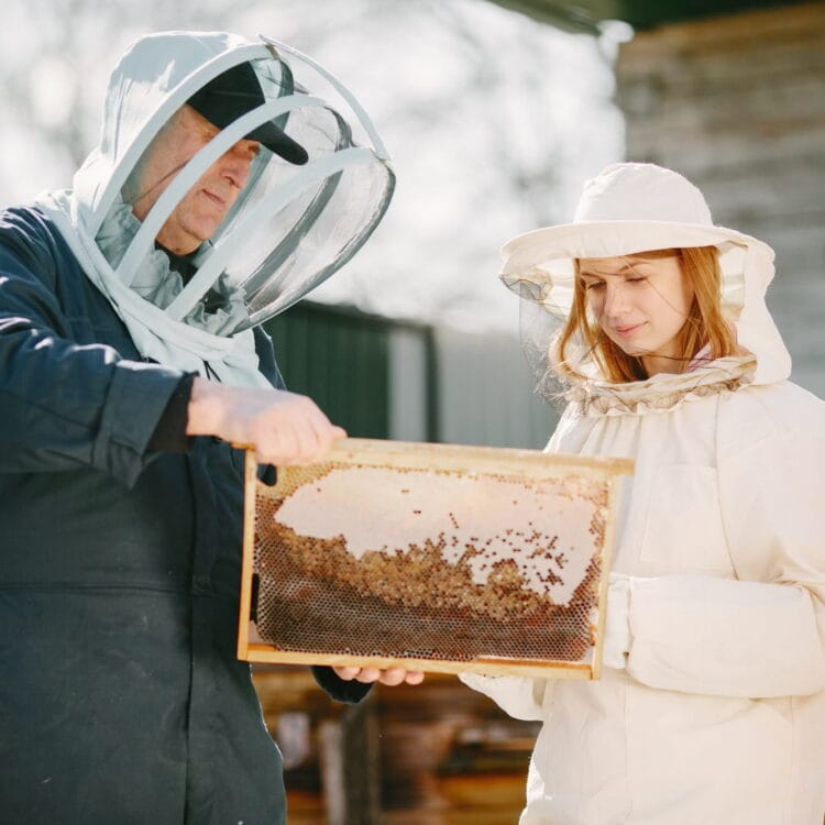 Arıcılık Sertifikası Nasıl Alınır