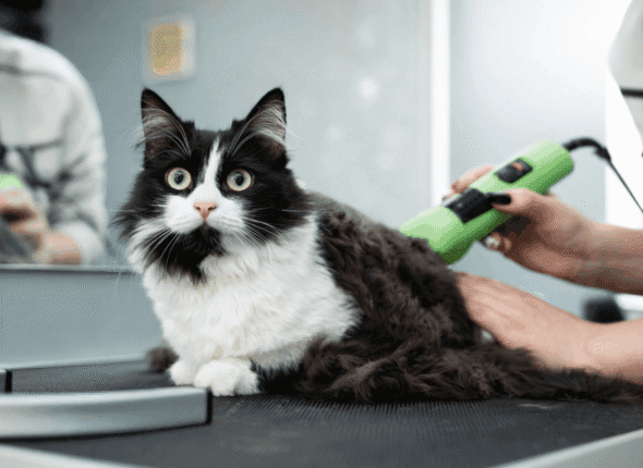 Pet Kuaförü Nasıl Olunur