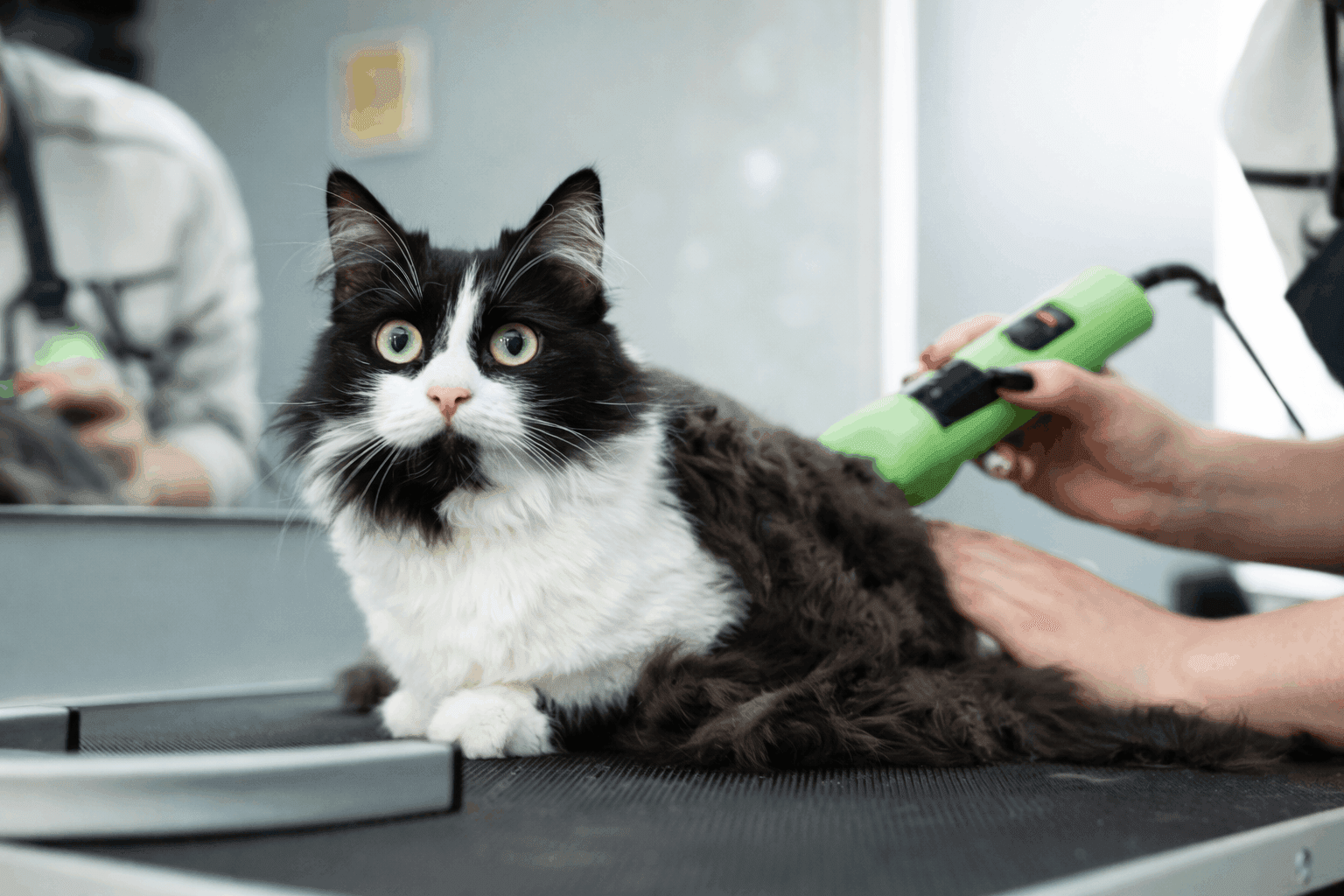 Pet Kuaförü Nasıl Olunur